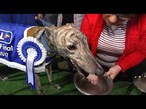 PUPPY CUP PRESENTATION