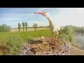 Waarom eten ooievaars hun jongen op?