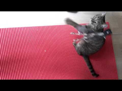 Mia und Ihr Spielzeug