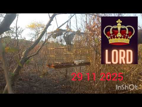 Trinca ferro lord na pegada de sodrelandia junco do Maranhão 