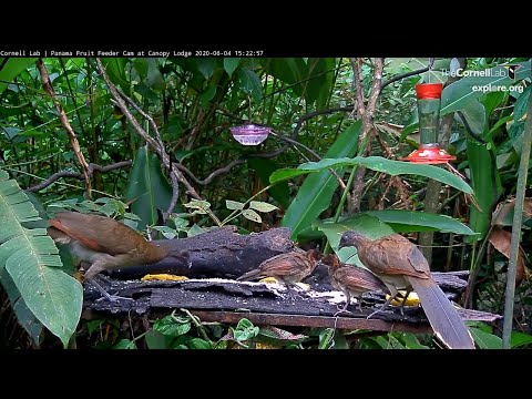 Young Gray-headed Chachalacas Join Their Parents At The Panama Fruit Feeder – June 4, 2020