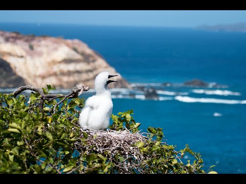 Protect Seabirds in the Caribbean