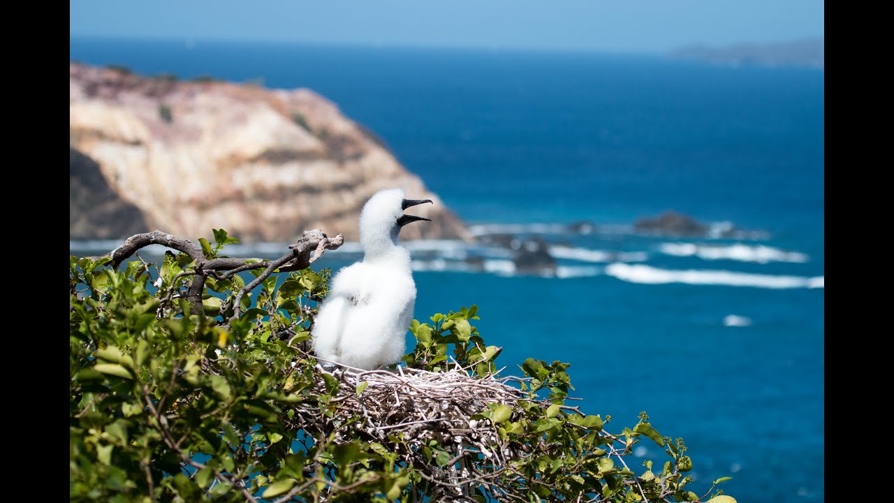 Grenadines Seabirds: Uniting Land, Air, and Sea