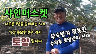 샤인머스켓 포도가 새로운1년을 준비하는시기 가장 중요한것은? 역시 토양입니다 부숙왕겨를 활용한 수확후 토양관…