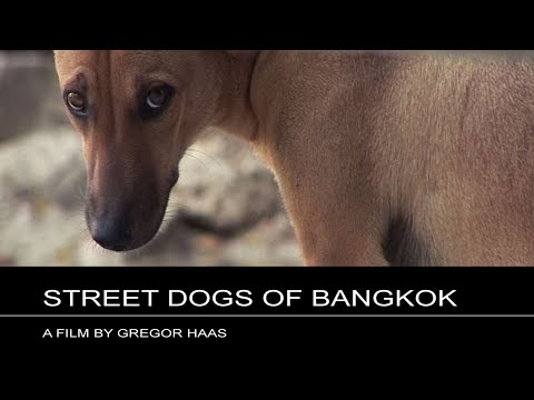 Street Dogs of Bangkok