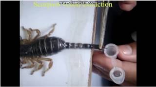 scorpion venom steps