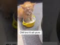 Funny Orange Cat Behavior