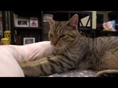 Determined CAT non-stop Push-Ups marathon