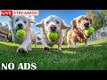 12 Hours of Dog TV for Dogs to Watch 🐶🎄 Winter Magic Tunes for Playful Dogs & Calm Winter ❄️🛷