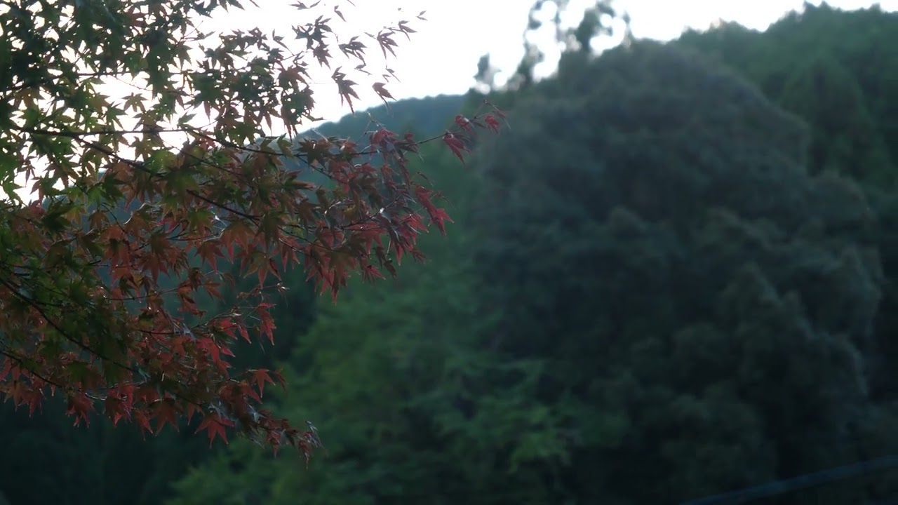紅葉／autumn leaves／m0127