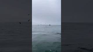 A welcome leap from a whale 🐋😍 #shorts #viral #whale #fish #ocean #sea #universe #fyp