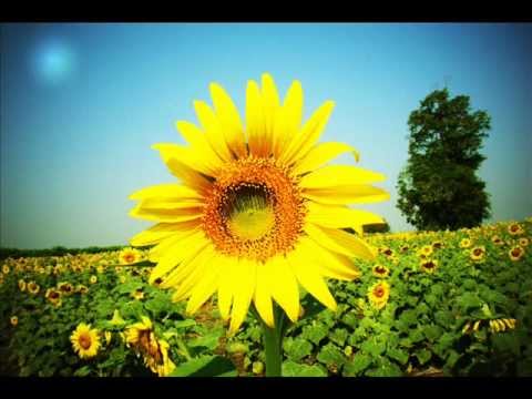 Delightful Flowers / Music: You Are Golden