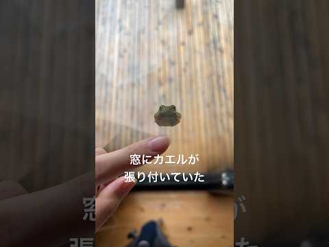 庭からカエルを追い払い、プールに入らないようにするにはどうすればよいでしょうか?  庭園