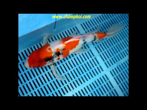 Longfin Showa (12-D-973) - Suda