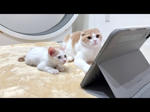 生まれて初めて子猫にトムジェリーを見せたら面白すぎてこうなっちゃいましたwww