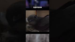 Жильё для стрижей в ШОТЛАНДИИ #shorts #шортс