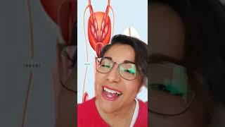 ¿A dónde van los espermatozoides después de la vasectomía