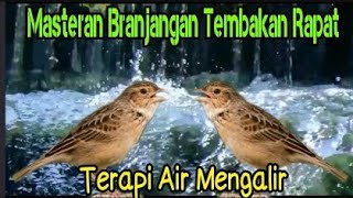 Download lagu Masteran Branjangan Gacor Tembakan Rapat Dengan Suara Air | Terapi Gacor Materi Lomba mp3 Download lagu Masteran Branjangan Gacor Tembakan Rapat Dengan Suara Air | Terapi Gacor Materi Lomba mp3