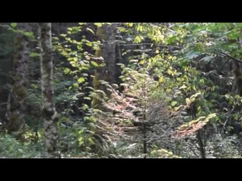 Morphing/Shape Shifting Entity - Slow Speed Version