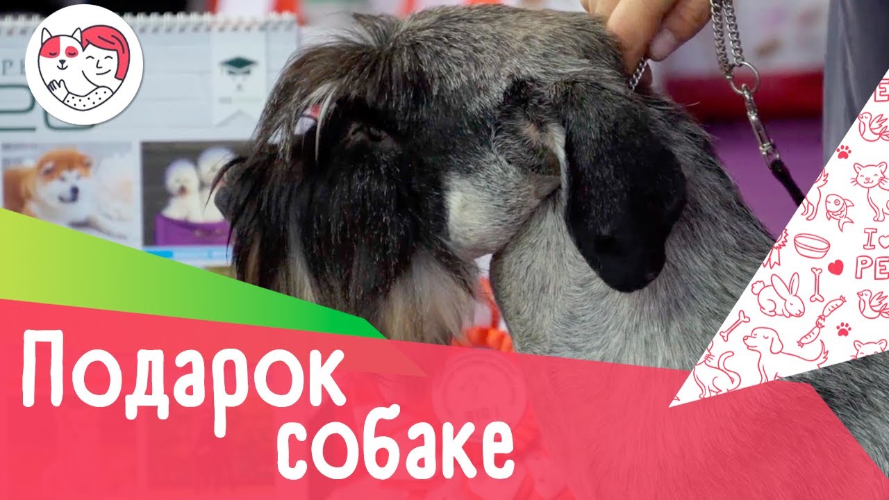 4 интересных идеи для подарка собаке, у которой все есть