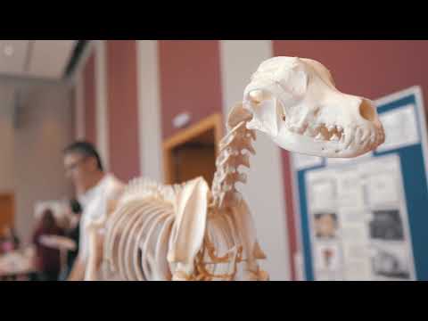 Vorbereitungen für den Tag der offenen Tür an der Vetmeduni Vienna, 25. Mai 2019