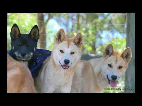 download lagu mp3 mp4 Dingoes Are Not Dogs, download lagu Dingoes Are Not Dogs gratis, unduh video klip Dingoes Are Not Dogs