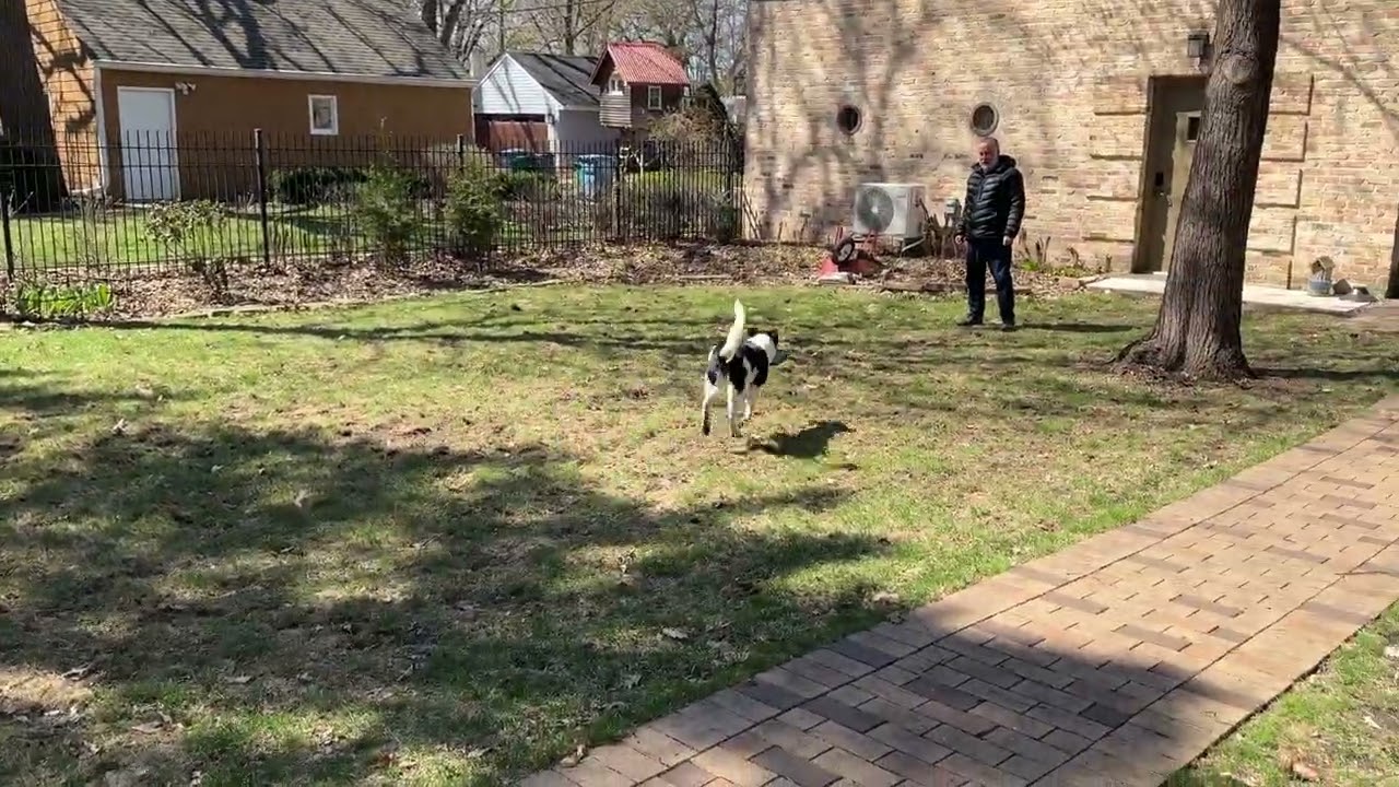 Enlarge Cap, a Adoptable mixed breed in Minneapolis, MN video 6/6