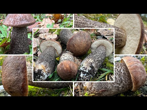 Birkenpilz Verwechslung & Zubereitung | Birkenraufuß, Langfuß, Graukappe, Leccinum scabrum