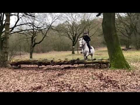 5-jährige Stute v. Diacontinus im Gelände