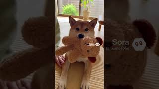 お気に入りを離さない柴犬