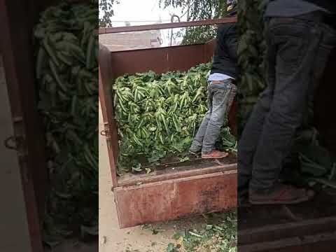 Cauliflower PARINEETI in Bihar