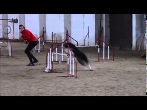 Agility trénink Flash 22.2.2015