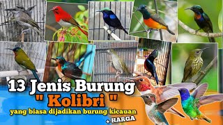 Download lagu 13 Types of Hummingbirds Commonly Used as Songbirds. Prices and Materials Listed. mp3