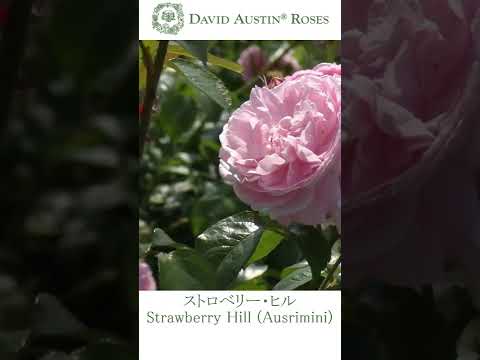 低木バラ「白雪姫」 植物