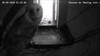 Barn owl attacks 