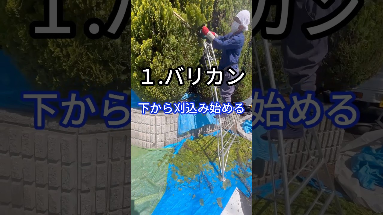 コニファー【刈込み作業】で便利な道具５選