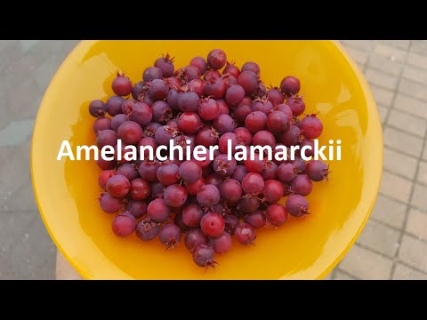 Kupferfelsenbirne (Amelanchier lamarckii)