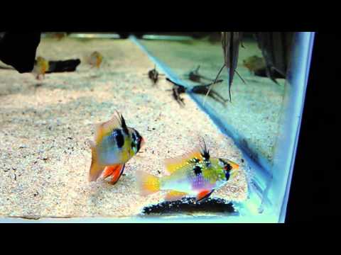 Watch Video on YouTube