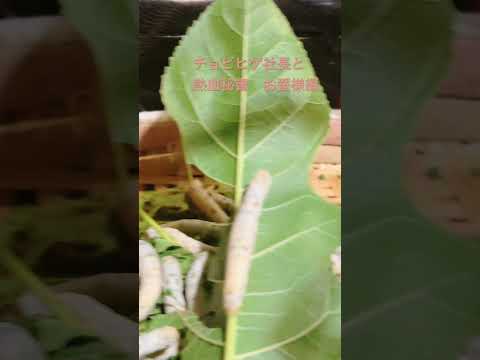 ヨトウムシ 地中に生息する蛾の幼虫と蛹