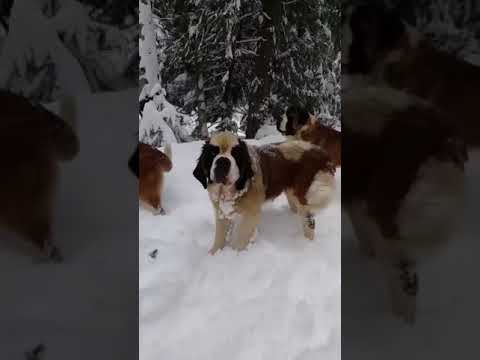 Funny Dog Videos. It's time to LAUGH with Dog's life