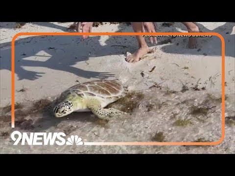 Sea Turtles Return To Ocean After Surgery