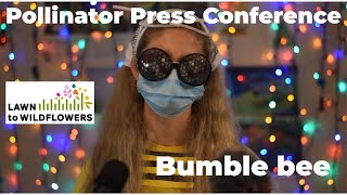 Pollinator Press Conference - Bumble Bee - Lawn to Wildflowers