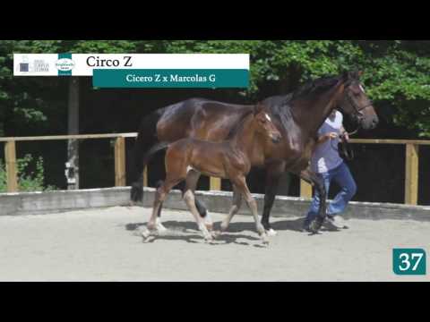 LOT 37 - CIRCO Z - Colt - CICERO Z VAN PAEMEL x MARCOLAS G