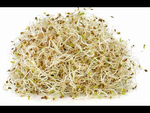 How To Sprout Alfalfa Seeds