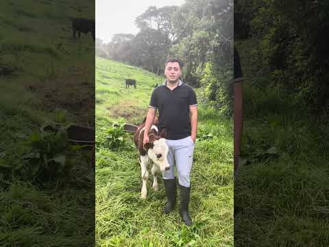 Municipio El Rosal Cundinamarca emprendimiento ganado de ceba por Harold David Redondo Díaz