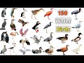 Water Birds Vocabulary ll 150 Water Birds Name In English With Pictures ll Aquatic Birds Name