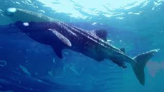 Whales and Waves * Humpback Whales Maui Hawaii * Big Wave Surfing * Jaws Maui * Surfing Jaws Hawaii