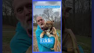 Video preview image #1 Mutt Puppy For Sale in Thomasville, NC, USA