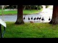 Gangster Turkeys Attack Cat RUN