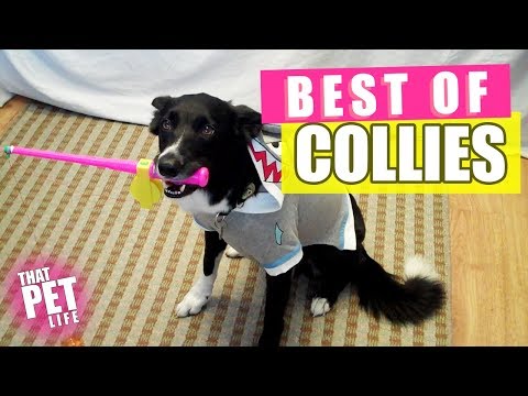 Best Border Collies of 2019 🐶 | Funny Pet Videos
